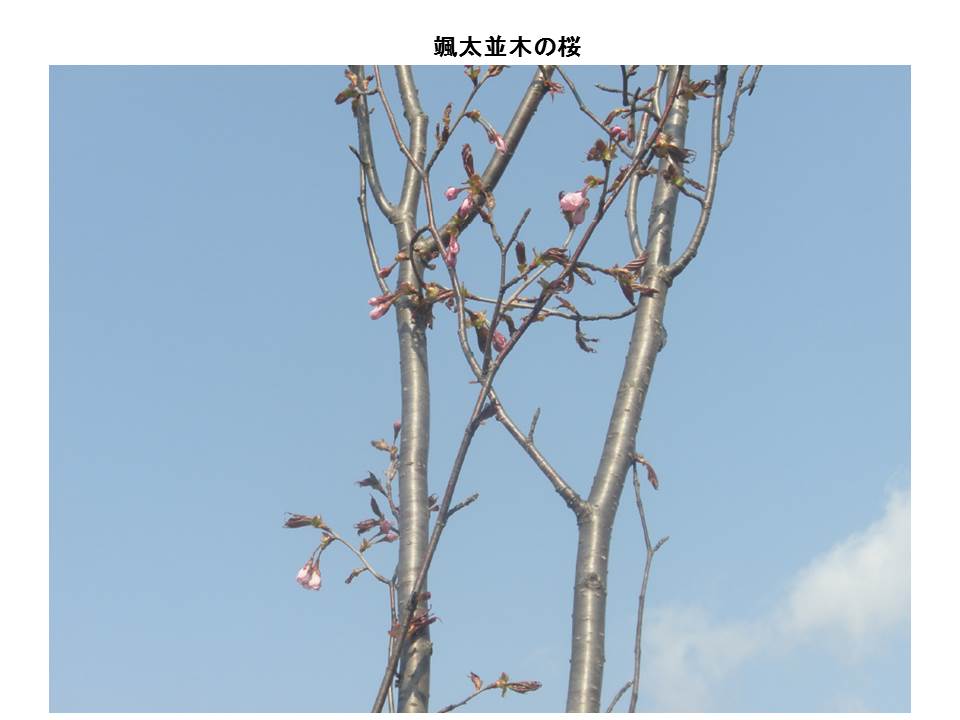 颯太並木の桜１